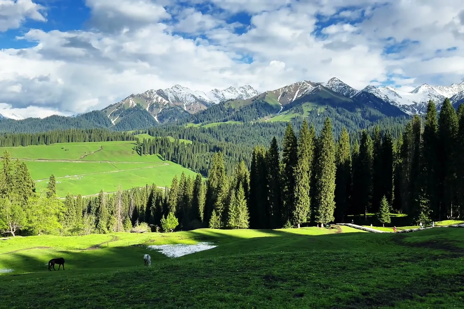 Green grassland and spruce slopes in Ili