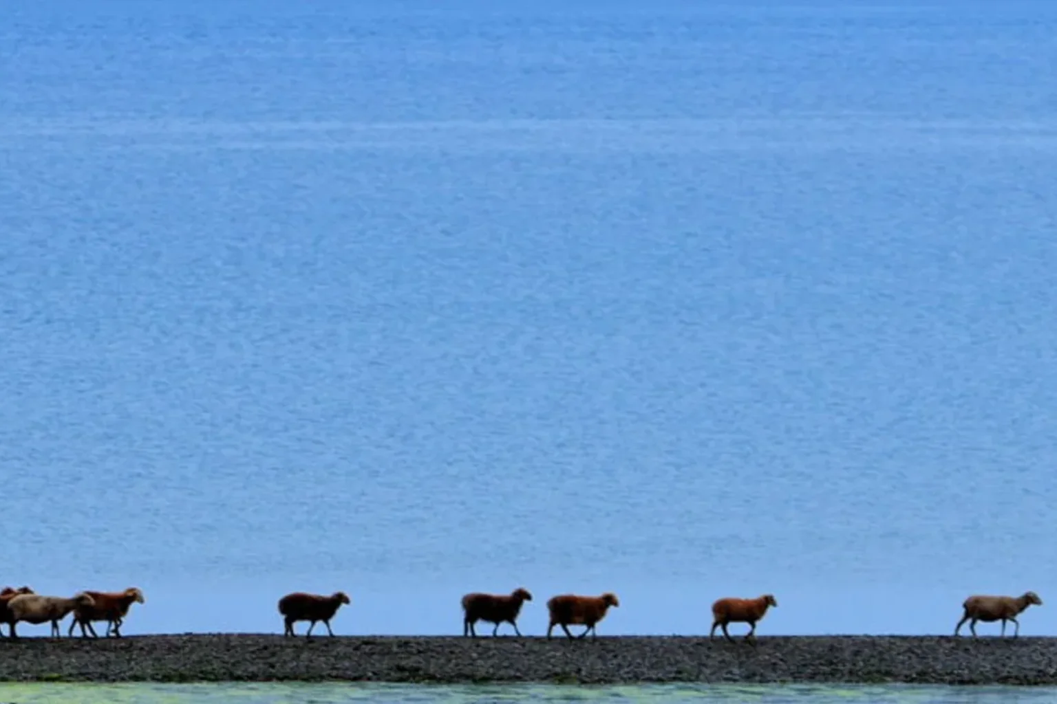 Sheep crossing beside a blue lake in western Xinjiang